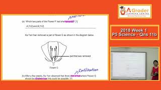 2018  P5 Science  Week 1  Pg 20  Qns 11b Fertilisation in Plants [upl. by Dottie550]