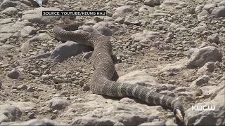 Rattlesnake Bite Sends Hiker To Hospital In Serious Condition [upl. by Nomyar923]