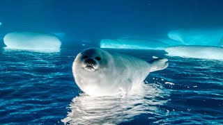 Adorable Seal Pup Starts to Explore  Frozen Planet II  BBC Earth [upl. by Greerson]