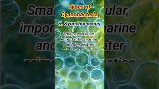 Types of Cyanobacteria  Cyanobacteria Types cyanobacteria [upl. by Yenattirb650]