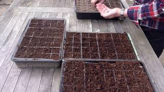 Gardening  how to grow hearting lettuces [upl. by Nnawaj]