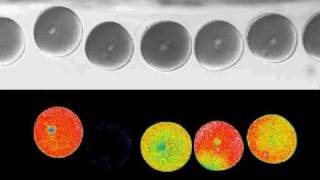 Sea urchin fertilization calcium wave [upl. by Hedley]