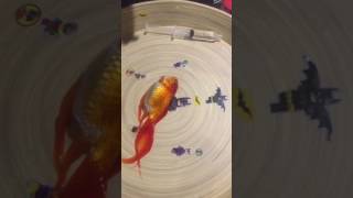 Upside down Goldfish Swim Bladder operation [upl. by Nad]