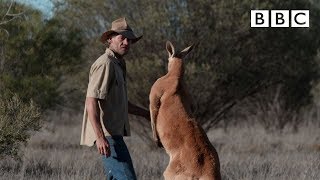 Dont mess with Roger the Kangaroo  Kangaroo Dundee  BBC [upl. by Sarson]