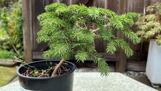 Dwarf Norway Spruce Picea Abies Echiniformis New [upl. by Leola]