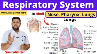 Respiratory systemLungsTracheaLarynxNosefor NursingNeetPharmacy students [upl. by Nhtanhoj72]