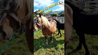 💪🐎🏔️FERIA DE RASINES 2024🏔️🐎 horse horsebreed caballos horselovers caballo caballosespanoles [upl. by Iat]