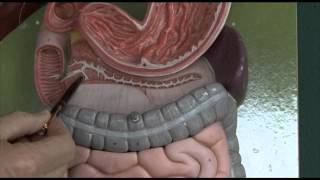 Anatomy 6 Gastrointestinal tract [upl. by Akli]