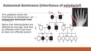 Tutorial 4 Polygenic Inheritance and Pedigrees [upl. by Goddart]