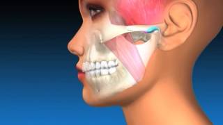 TMJ Explanation amp Therapy [upl. by Biddy782]