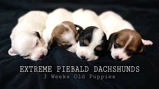 Extreme Piebald Dachshund Puppies  3 weeks old puppies [upl. by Irme395]