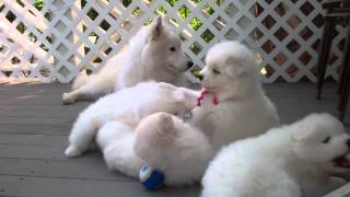 Samoyed puppies 37 Days old  quotmannersquot [upl. by Bodnar]