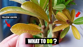 How to fix Adenium Desert rose leaves turning yellow [upl. by Caplan499]