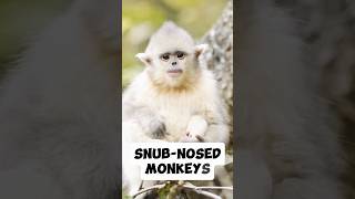 Snubnosed Monkey shortvideo youtubeshorts shorts [upl. by Ahcsrop]