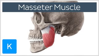 Masseter Muscle Origin Insertion Innervation amp Function  Anatomy  Kenhub [upl. by Corry]