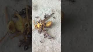 Wasp Vs Ants 🔥🔥🔥 Epic battle shorts tiktok dailyvideos [upl. by Arber304]