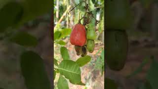 How to pluck cashew apple  cashew fruit with cashew nut [upl. by Adhern]