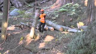 Arborist Training Institute Japan helping to preserve Giant Sequoia Trees [upl. by Venable106]