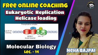 Eukaryotic Replication Helicase Loading I Lec  14  Molecular Biology I BSc I MSc Classes [upl. by Lasko972]