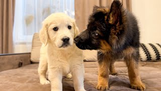 German Shepherd Puppy Meets Golden Retriever Puppy for the First Time [upl. by Snook]