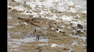 Whiterumped Sandpiper Titchwell RSPB Norfolk 1924 [upl. by Zakaria]