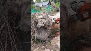 Husqvarna Chainsaw VS Big Wood chainsaw husqvarna shorts 1351 [upl. by Nirrep]