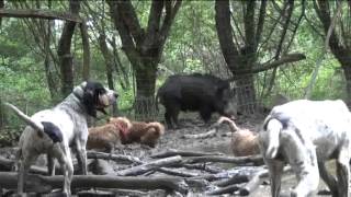 Mai 2013BASSETS FAUVE et GASCON à LObéissance au ferme [upl. by Gates]