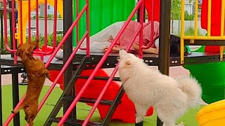 Play Hide and Seek with My Dachshund and Samoyed Funny Dog Videos [upl. by Leifer]