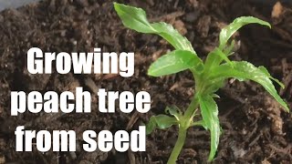 How to Grow a Peach Tree From Seed [upl. by Pernell]