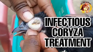 Infectious Coryza Treatment and How to OverCome It [upl. by Sinnod]