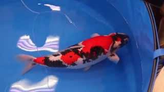 All Japan Koi Show 2014  Grand Champion  Lion Queen  Momotaro Koi Farm [upl. by Ysset]