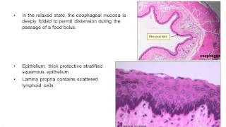 Upper gastrointestinal histology [upl. by Yerggoeg]