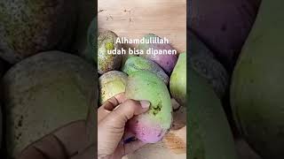 PANEN MANGGA GRIFTA👍 fypシ゚viral fruit [upl. by Adnah]