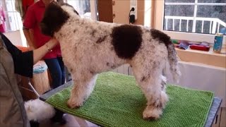 Lagotto grooming by Rita Szakács [upl. by Asyal122]