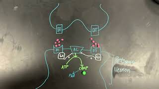 Dopamine D1like receptor pathways [upl. by Munt317]