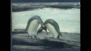 The Prayer Chain  1  Antarctica  Antarctica 1996 [upl. by Waylen]