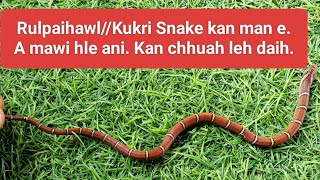 Chawlhhmunah Rul note kan manRulpaihawlKuki Snake OligodonA mawi lutuk [upl. by Howlan]