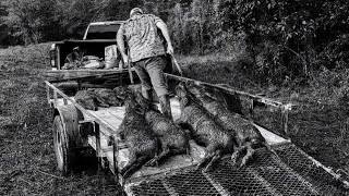 Trapping more muddy wild hogs at the duck hole 65 creedmoor boar [upl. by Desimone]