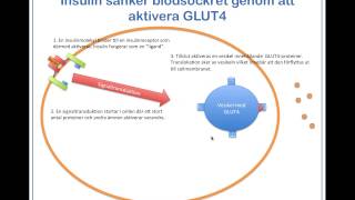 Blodsockret regleras av insulin och glukagon [upl. by Fahland]