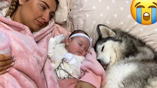 Husky Thinks She’s My Newborn Babies Mum CUTEST VIDEO [upl. by Sinnod]