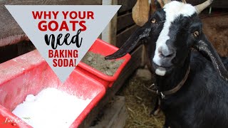 Baking Soda for Goats [upl. by Sherill]