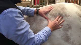 Horse Massage Therapy  Hip Pain and Dysfunction [upl. by Avraham]