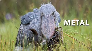 Shoebills are Metal [upl. by Douglass98]