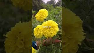 Marigold flower 🌸shortvideo genda ful natute [upl. by Janelle]