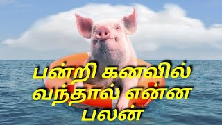 பன்றி கனவில் வந்தால் என்ன பலன்pandri kanavil vanthal enna palanpig dream [upl. by Mccarty367]