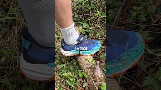 Which HOKA Speedgoat 6 colourway do you need 👀 running runningshoes trailrunning [upl. by Arbmat]