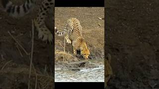 Jaguar vs crocodile fight jyotikitchen 86jaguars lions [upl. by Nikolia]