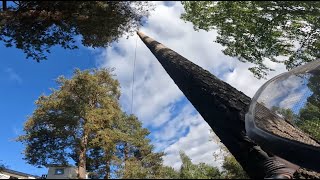 Climbing and falling 2 Pines and a Birch husqvarna 357xp treework arborist [upl. by Shanon434]