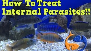 How To Treat For Internal Parasites In Your Fish Part 1 Medicate The Food KGTropicals [upl. by Nali]