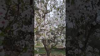 Almendros en flor almendros flordealmendro almendras [upl. by Ozzie775]